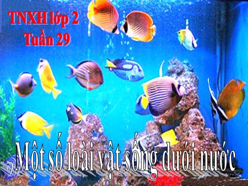 Bài 29. Một số loài vật sống dưới nước