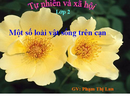 Bài 28. Một số loài vật sống trên cạn