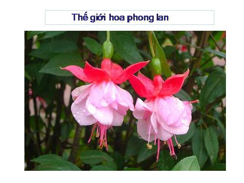 Thế giới hoa phong lan 1