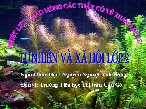 Bài 26. Một số loài cây sống dưới nước