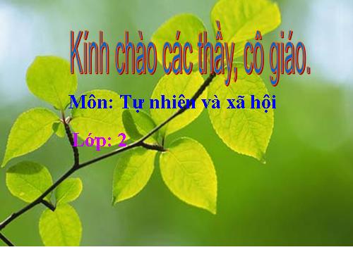 Bài 25. Một số loài cây sống trên cạn