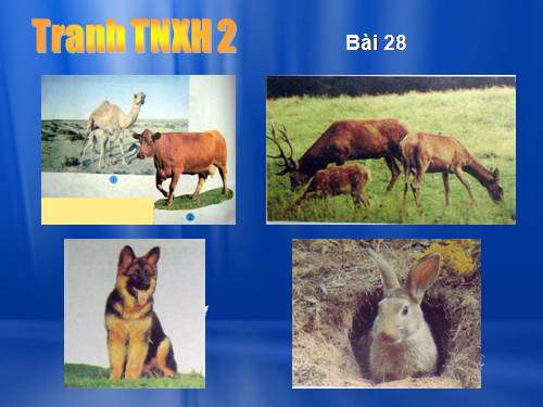 Hinh SGK TNXH2 bai 28 - 35