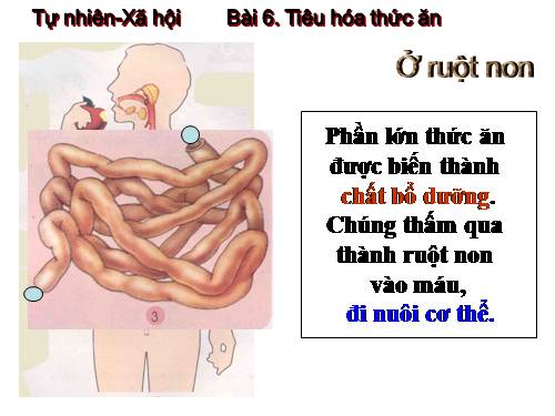 Bài 6. Tiêu hoá thức ăn