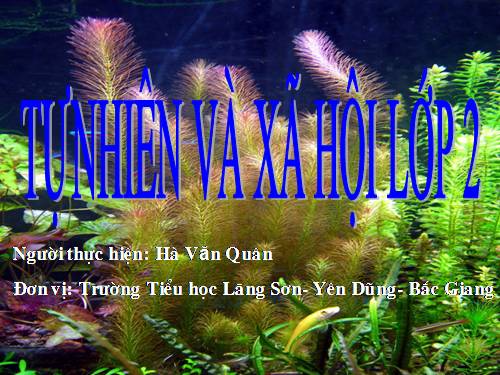 Bài 26. Một số loài cây sống dưới nước