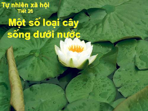 Bài 26. Một số loài cây sống dưới nước