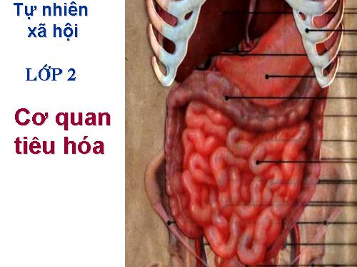 Bài 5. Cơ quan tiêu hoá
