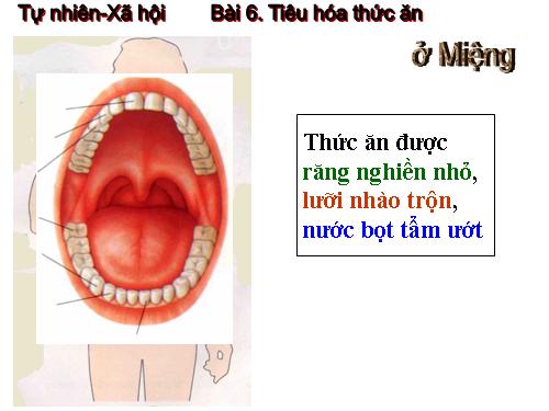 Bài 6. Tiêu hoá thức ăn