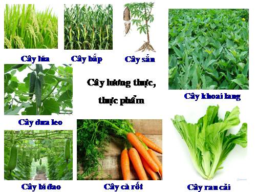 Luyện từ và câu 2. Tuần 28. MRVT: Từ ngữ về cây cối. Đặt và trả lời câu hỏi: Để làm gì? Dấu chấm, dấu phẩy