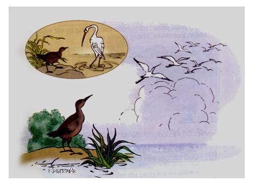 Tuần 22. Cò và Cuốc