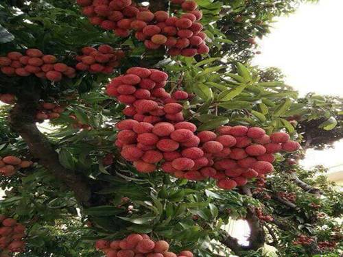 Tuần 16. Con chó nhà hàng xóm