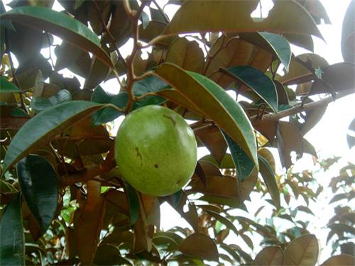Tuần 12. Sự tích cây vú sữa