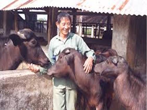 Tuần 34. Đàn bê của anh Hồ Giáo