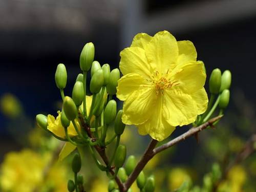 Tuần 31. Cây và hoa bên lăng Bác
