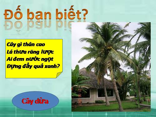 Tuần 28. Cây dừa