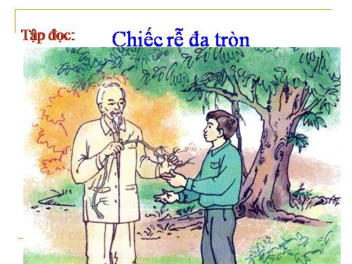 Tuần 31. Chiếc rễ đa tròn