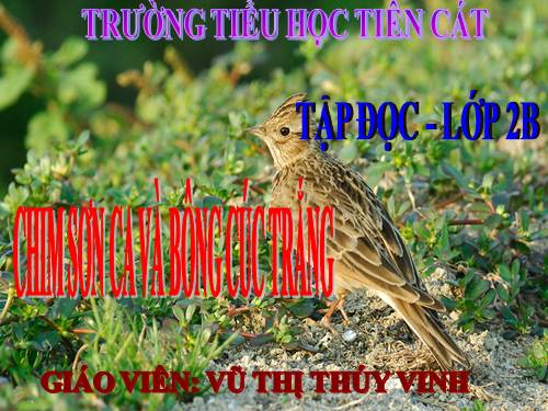 Tuần 21. Chim sơn ca và bông cúc trắng