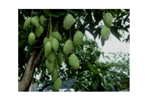 Tuần 11. Cây xoài của ông em