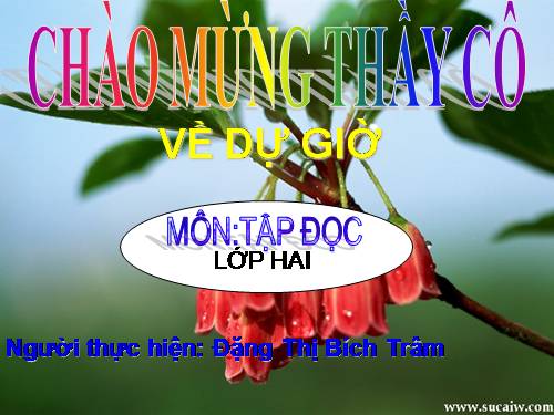 Tuần 31. Cây và hoa bên lăng Bác