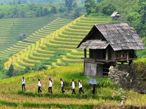 Tuần 24. Voi nhà
