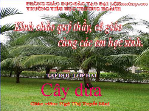 Tuần 28. Cây dừa