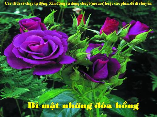 Bí mật nhưng đóa hồng