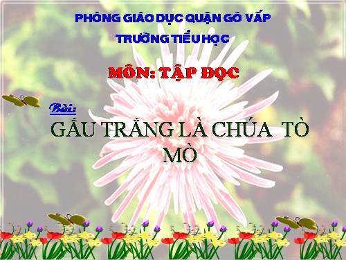 Tuần 24. Gấu trắng là chúa tò mò