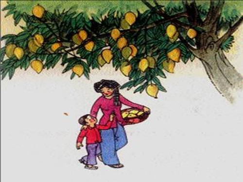 Tuần 11. Cây xoài của ông em