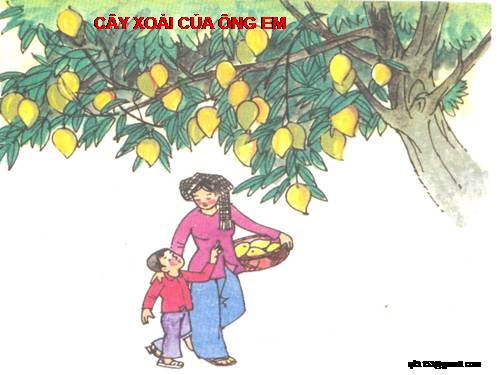TRANH TĐ: CÂY XOÀI CỦA ÔNG EM