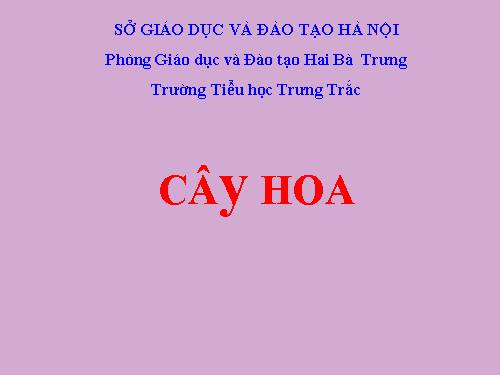 Tuần 31. Cây và hoa bên lăng Bác