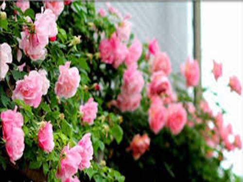 Thực hành nhận biết và vẽ góc vuông bằng ê ke