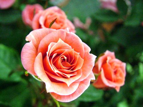Chia số có hai chữ số cho số có một chữ số (tiếp theo)