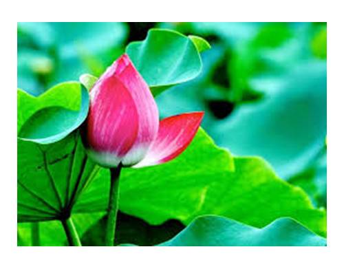 Nhân số có hai chữ số với số có một chữ số (không nhớ)