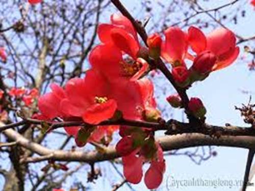 Ôn tập các bảng nhân