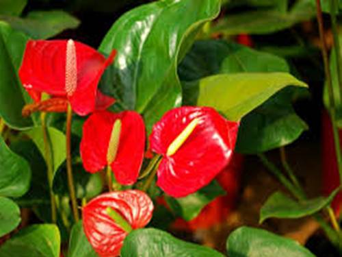 Ôn tập các bảng chia