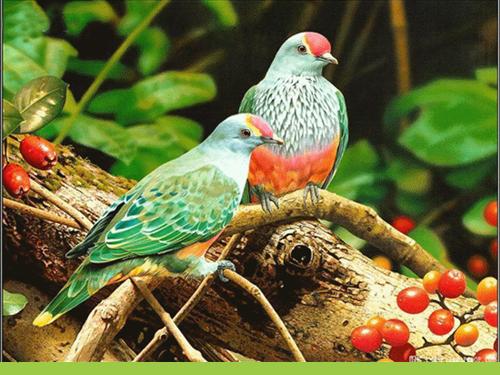 Thực hành nhận biết và vẽ góc vuông bằng ê ke