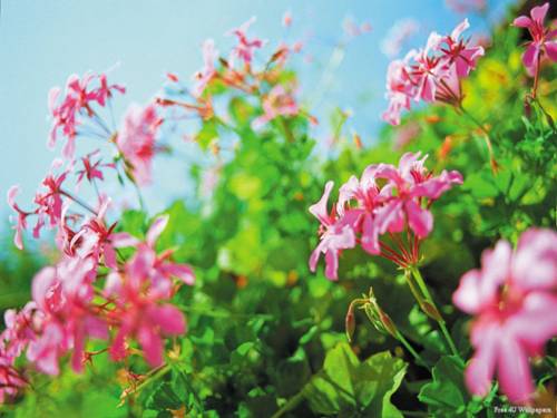 Các Bài giảng khác thuộc Chương trình Toán 3