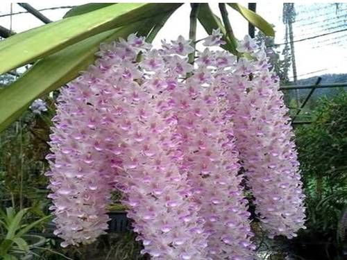 Tuần 22. Nghe-viết: Một trí khôn hơn trăm trí khôn