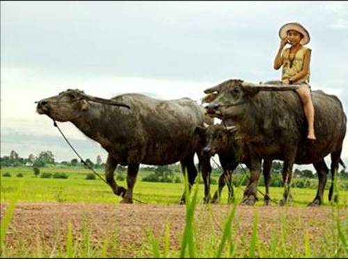 Tuần 16. Nghe-viết: Trâu ơi!