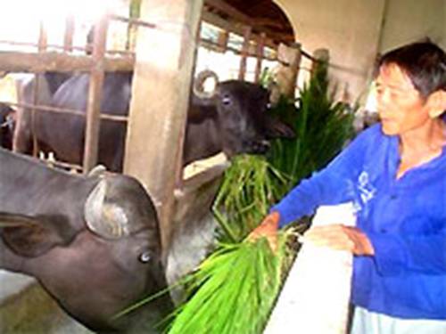 Tuần 34. Nghe-viết: Đàn bê của anh Hồ Giáo