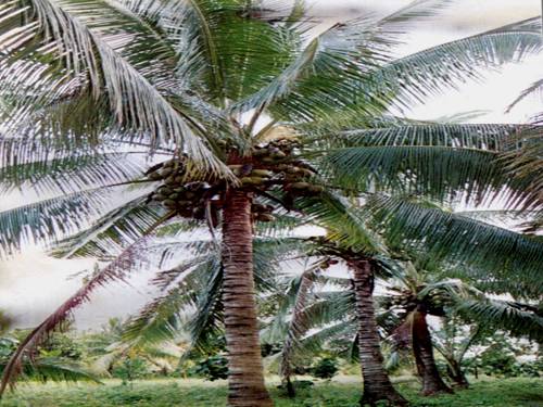 Tuần 28. Nghe-viết: Cây dừa
