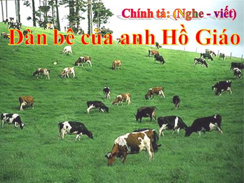 Tuần 34. Nghe-viết: Đàn bê của anh Hồ Giáo