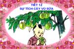 Tuần 12. Sự tích cây vú sữa