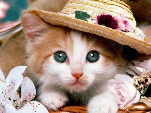 Tuần 25. Nhân hoá. Ôn tập cách đặt và trả lời câu hỏi Vì sao?