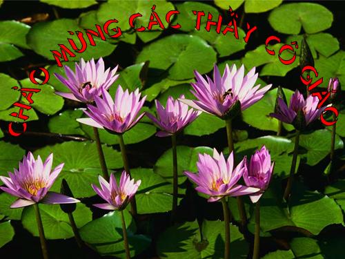 Tuần 7. Ôn tập về từ chỉ hoạt động, trạng thái. So sánh