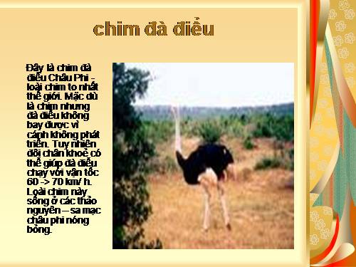 Bài 67 - 68. Ôn tập: Thực vật và động vật