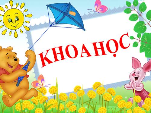 Bài 48. Ánh sáng cần cho sự sống (tiếp theo)