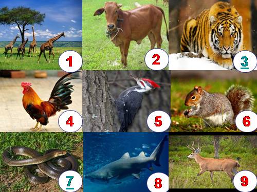 Bài 63. Động vật ăn gì để sống?