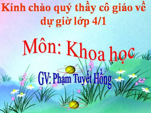 Bài 65. Quan hệ thức ăn trong tự nhiên