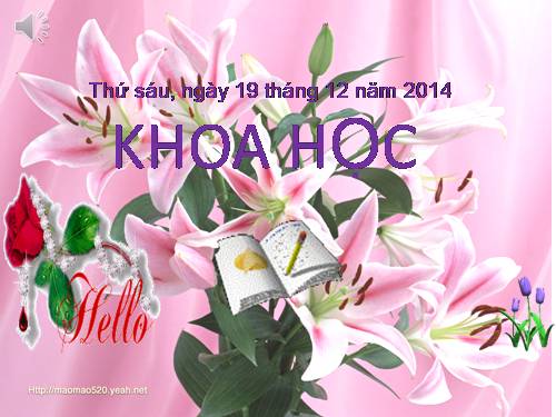 Bài 32. Không khí gồm những thành phần nào?
