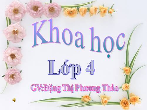 Bài 63. Động vật ăn gì để sống?